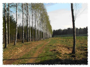 Podsumują skanowanie drawieńskich lasów <br />
fot. Cilp.lasy.gov.pl