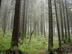 GGK: nie będzie gleboznawczej klasyfikacji lasów