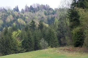 Już wkrótce seminarium o mapach numerycznych w zarządzaniu lasami <br />
fot. Wikipedia/Jerzy Opioła