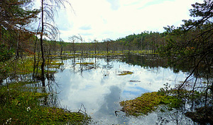 Kto dostarczy bazę danych granic obszarów chronionych? <br />
Mazowiecki Park Krajobrazowy (fot. Wikipedia/Lysy)