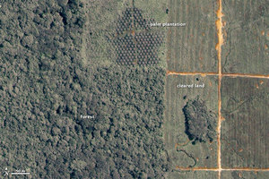 Satelity sprawdzą, jak korporacje dbają o środowisko <br />
Plantacja palmy olejowej (fot. NASA)