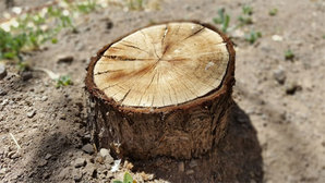 Wyrok WSA: drzewo wycięli, geodetę obwinili <br />
fot. Pxhere