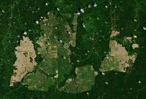 Satelitarna rewolucja w rolnictwie <br />
Plantacja palm olejowych (fot. ESA, Copernicus)
