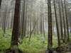 EuFoDoS: europejska wymiana informacji o lasach