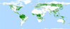 Powstała unikatowa satelitarna mapa lasów świata