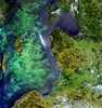 Algi w Chile monitorowane przez satelitę
