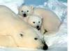 1 marca rozpocznie się IV Międzynarodowy Rok Polarny