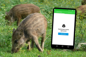 Aplikacja "Zgłoś dzika" w obronie dziko żyjących zwierząt