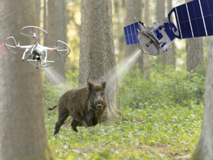 Czujniki GNSS i drony pomogą w walce z ASF