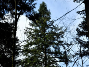 Dane lidar pomogły znaleźć najwyższe rodzime drzewo w Polsce <br />
Rekordowa jodła pospolita (fot. Jan Bodziarczyk)
