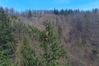 Lidar pomógł wskazać nowe najwyższe drzewo w kraju