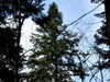 Dane lidar pomogły znaleźć najwyższe rodzime drzewo w Polsce